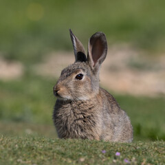 Fototapeta premium European rabbit, Common rabbit, Oryctolagus cuniculus sitting on a meadow at Munich