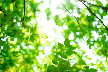 background image of green leaves in the sun