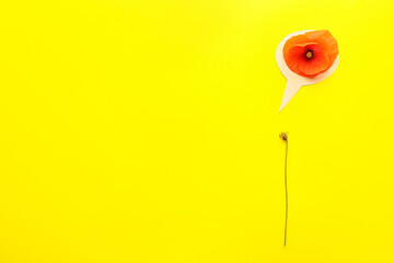 Poppy flower with speech bubble on color background