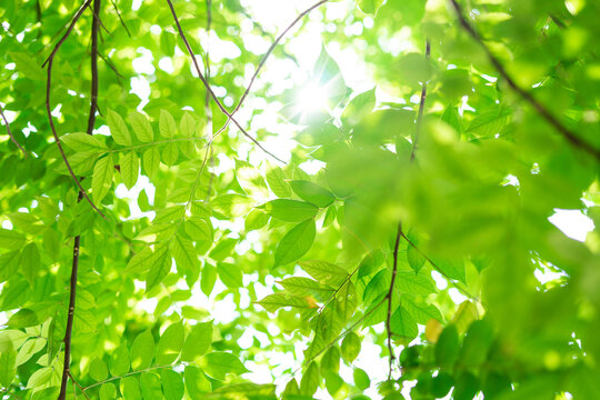 background image of green leaves in the sun