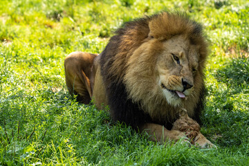 The lion, Panthera leo is one of the four big cats in the genus Panthera