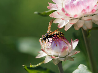 Polistes dominula | Guêpe poliste ou poliste gaulois au corps allongé, noir avec des bandes, sternites et clypéus jaunes, ailes étroites, longues pattes, antennes clair orangé aux extrêmités