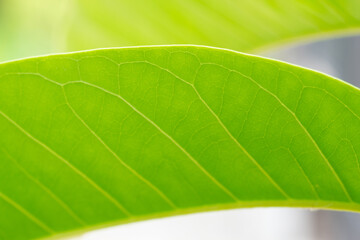 Green leaf isolated on nature background.