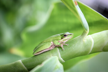 Baby green tree frog sitting on leaf of plant in lush tropical garden