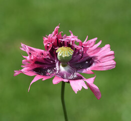 Papaver, somniferum