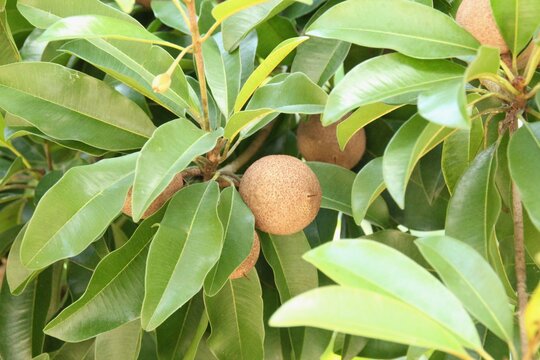 unripe ciku or Manilkara zapota fruit. Fruit anda drink