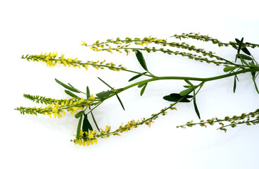  Melilotus officinalis