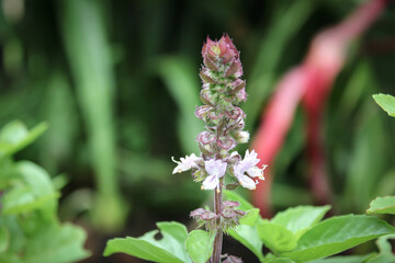 Cinnamon Basil purple flower close up