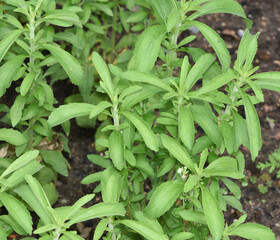 Stevia, rebaudiana, Suesskraut