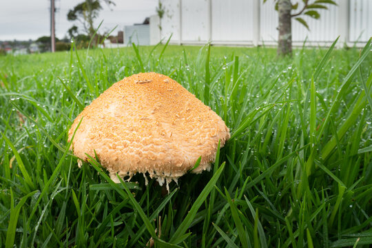 Close-up image of a wild mushroom pop up in the front yard lawn after a rainy spell in Auckland