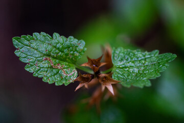 close up of a leaf