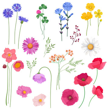 Set of wildflowers and plants. Design elements for cards, wedding invitations, etc. Vector illustration 