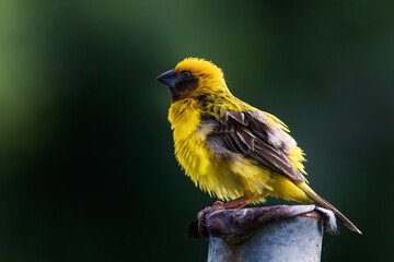 Asian Golden Weaver (Male) perched on steel pipein the garden of thailand