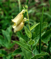 Digitale jaune à Hauteville-Lompnes, Ain, France