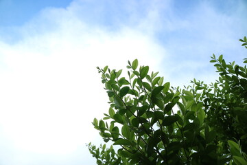 green leaves and blue sky
