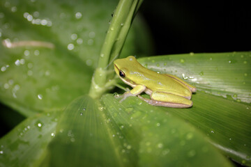 Baby green tree frog sitting on leaf of plant in lush tropical garden