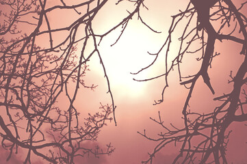 Obraz premium Red morning sky tree silhouettes misty background