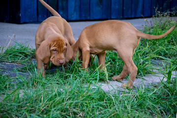 puppy in the grass