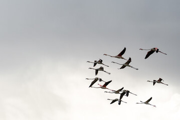 Large group of flamingoes flying under the clouds