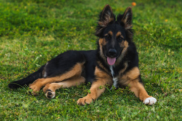 Perro cachorro de raza pastor alemán tumbado en el jardín