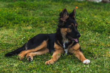 Perro cachorro de raza pastor alemán tumbado en el jardín