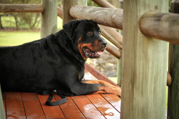 Male rottweiler dog sitting on porch looking off into the distance