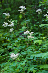 Vyazolistnaya meadowsweet, or vyazolistny Labaznik, or Tavolozhnik (Lat. Filipéndula ulmária )