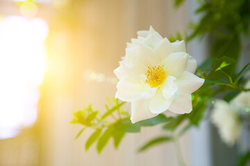 Beautiful white rose on the background of a wooden wall.