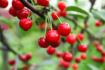 Sweet cherry berries hanging on tree in garden