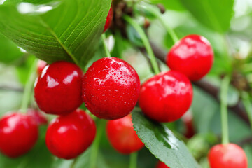 Sweet cherry berries hanging on tree in garden, closeup