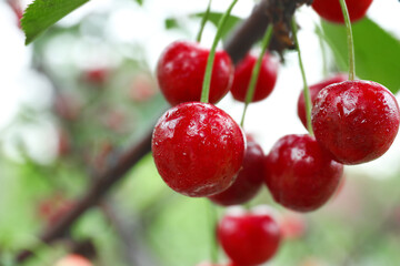 Sweet cherry berries hanging on tree in garden, closeup