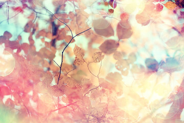 yellow leaves bokeh seasonal background / beautiful autumn leaves yellow branches abstract background, leaf fall concept