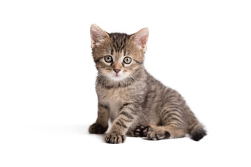 Young gray cat sitting on a wite background