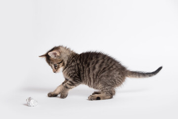 Adorable gray cat playing with aluminium foil ball. Cat isolated on white background