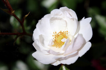 Closeup white wild rose