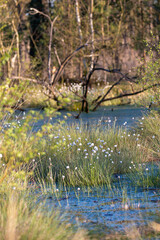 See mitWollgras ,Moorlandschaft Pietzmoor