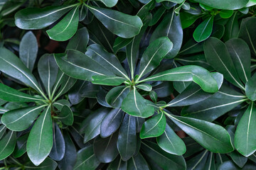 Dark green foliage plant leaves texture background floral