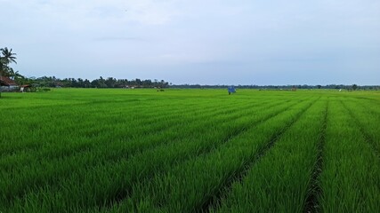 Fototapeta na wymiar the view of the rice fields is wide and also green