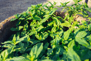 garden with good sown grass, peppermint herb