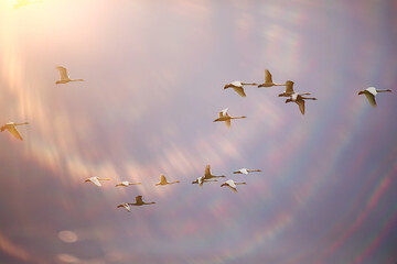 flock of swans in flight against the sky, wildlife group of birds migration