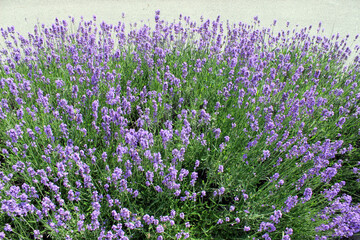 Field of blooming lavenders
