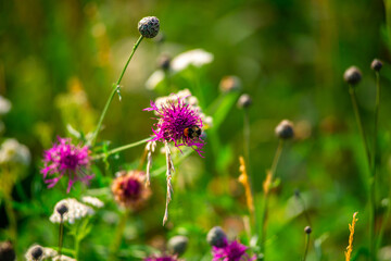 Bumble bee pollinating flower