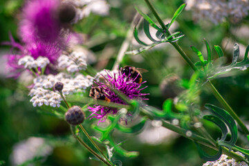 Close up of two bumble bees pollinating a flower.