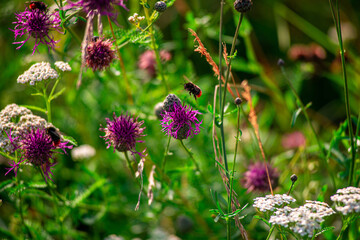 Bumble bee pollinating flower