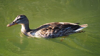 pato de plumas marrones en el canal de borges blanques de lérida, españa, europa