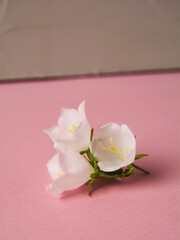 Natural ingredients in cosmetic products and medicine - white campanula. Organic cosmetics, beauty concept