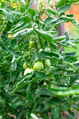 Green unripe tomatoes after watering in a greenhouse on a hot summer day. Selective focus. Close-up