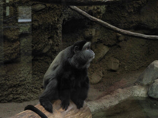 Black ape on a branch in Kansas City Zoo