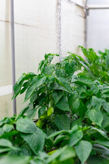 Green bell peppers are poured from a watering can in a greenhouse on a hot summer day. Selective focus. Close-up