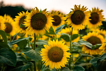 Beautiful field of blooming sunflowers against sunset golden light and blurry landscape background